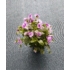 Imagine 2/3 - Viola × wittrockiana - Panseluță de grădină