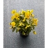 Imagine 3/3 - Viola × wittrockiana - Panseluță de grădină