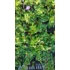 Imagine 3/6 - Frunzișul verde a plantei Cotoneaster dammeri var. radicans.