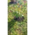 Imagine 8/11 - Photinia este spectaculoasă și ca plantă solitară. 
