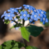 Imagine 1/6 - Floare gingașă, albastră de nu-mă-uita caucazian.
