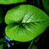Imagine 4/6 - Frunzeleîn formă de inimă a plantei Brunerra decorează cu o culoare verde viu. 