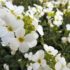 Imagine 1/4 - Floare de gâscăriță gingașă cu flori albe primăvara. 