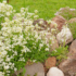 Imagine 4/4 - Floarea de gâscăriță alb este o plantă tolerantă la secetă, potrivită pentru plantare în stâncării. 