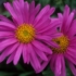 Imagine 1/3 - Steluța de toamnă cu flori roz. 