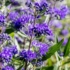 Imagine 1/2 - Flori de Caryopteris clandonensis Heavenly Blue.