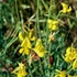 Imagine 5/5 - Cytisus procumbens are lăstari verzi. 