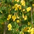 Imagine 4/5 - Florile galbele ale plantei Cytisus procumbens.