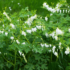 Imagine 6/6 - Planta perenă de talie medie este decorată minunat cu flori albe în formă de inimă. 