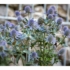 Imagine 2/6 - Florile de culoare albastru oțel ale scaiului vânăt. 