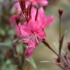 Imagine 7/10 - Floarea albinei roz de aproape. 