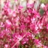 Imagine 8/10 - Gaura lindheimeri cu flori roz înflorită. 