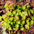 Imagine 3/4 - Ciocul berzei englez decorează și în perioada de neînflorire, cu frunzele sale frumoase