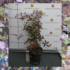 Imagine 1/6 - Ciocul berzei este plantat populară a straturilor de flori însorite și semiumbrite. 
