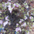 Imagine 3/6 - Frunzișul ciocului berzei, de aproape, în pepiniera noastră, în luna mai. 