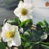 Imagine 1/13 - Florile albe ale plantei Helleborus.