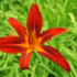 Imagine 3/4 - Floarea roșiatică a crinului de vară.