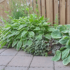 Imagine 5/6 - Crinii de toamnă pot fi folosiți în mai multe feluri în grădina noastră.