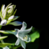 Imagine 4/6 - Inflorescența albă a crinului de toamnă. 