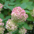 Imagine 2/7 - Florile albe ale hortensiei Bobo devin roz de-a lungul săptămânilor.