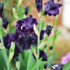 Imagine 3/4 - Iris sprecial, cu flori deosebite de culoare mov.