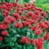 Imagine 3/4 - Florile roșii ale busuiocului turcesc. 