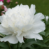Imagine 1/3 - Inflorescența deosebită a bujorului alb decorează minunat grădina. 