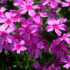 Imagine 1/4 - Florile de Phlox subulata au o culoare de roz intens. 