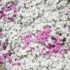 Imagine 1/3 - Câteva versiuni cu flori roz, amestecate între brumărele alb, arată minunat.