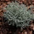 Imagine 3/12 - Santolina chamaecyparissus plantată într-un strat acoperit cu mulci. 