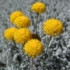 Imagine 1/12 - Lemnul Maicii Domnului cu flori galbene. 