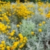 Imagine 11/12 - Santolina chamaecyparissus cu flori galbene vara. 
