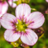 Imagine 3/4 - Floarea gingașă a plantei ochiul șoarecelui roz. 