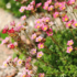 Imagine 2/4 - Ochiul șoarecelui roz oferă o priveliște minunată în timpul înfloririi de primăvară. 