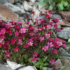 Imagine 1/3 - Ochiul șoarecelui roșu este o plantă perenă cu înflorire de primăvară. 