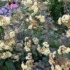 Imagine 3/3 - Norocel plantat într-un strat de flori. 