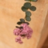Imagine 8/10 - Sedum sieboldii cu flori roz. 