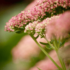 Imagine 3/15 - Florile roz ale plantei Sedum spectabile în august.