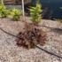 Imagine 9/11 - Heuchera micrantha plantat într-un strat peren. 