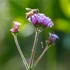 Imagine 10/17 - Verbena este o plantă ornamentală perenă care este vadesea vizitată de albine. 