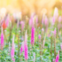 Imagine 4/5 - Veronica roz plantat în grupuri va fi o pată de culoare minunată pentru grădinile de vară. 
