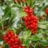 Imagine 3/3 - Fructele roșii ale plantei Ilex aquifolium J.C van Tol, toamna. 