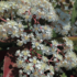 Imagine 7/7 - Florile albe ale Photiniei acoperă întreaga plantă. 