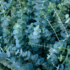 Imagine 4/6 - Lăstari de Eucalyptus pulverulenta Baby blue.