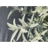 Imagine 4/5 - Frunzele de Buddleja davidii Silver Anniversary de aproape. 