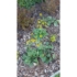 Imagine 8/9 - Rudbeckia fulgida plantat într-un strat de flori acoperit cu mulci. 