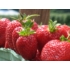 Imagine 1/4 - Stoloni de căpșuni tip frigo - San Andreas