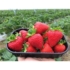 Imagine 4/4 - Stoloni de căpșuni tip frigo - San Andreas