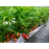 Imagine 1/8 - Căpșunii Albion produc fructe mari, roșii, dulci.