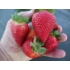 Imagine 5/8 - Fructe delicioase de căpșuni Albion.